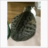 にゃ〜にゃ〜にゃ〜