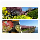 日曜日は河津桜