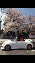 さらば桜(T ^ T) さらば桜(T ^ T)