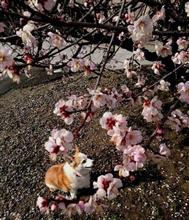 花より。。。。 花より。。。。