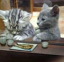 ねこ　　ブーム　　～　　♪