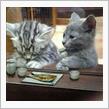 ねこ　　ブーム　　～　　♪