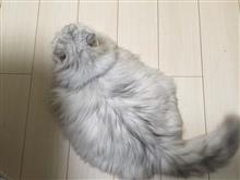 痛風が・・