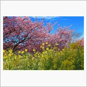 河津桜を見に一泊ドライブ旅行