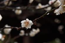 雨のち曇り、梅を見てきました。