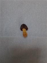 すぐ浮いてくるかも(笑)