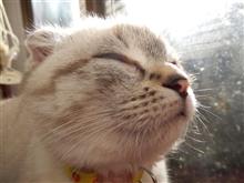 (完) スコマンチ？血統書確認！短足&amp;折耳いもちゃんの魅力♪　(猫ブログ)