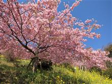 あぐりパーク嵯峨山苑の河津桜と菜の花