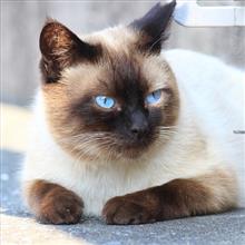 猫日和
