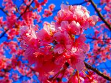 大村 久原公園 河津桜☆彡