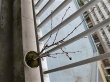 開花準備中