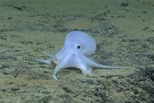 自動車ネタは少しだけですが、🐙大発見かもしれん程 珍しいので🐙