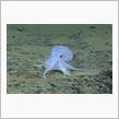 自動車ネタは少しだけですが、🐙大発見かもしれん程 珍しいので🐙