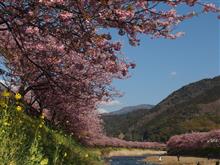 河津桜を見に行こう～