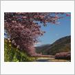 河津桜を見に行こう～