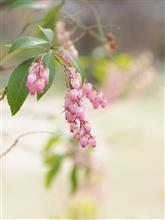 ももいろの桜に逢いに - 縮景園 -