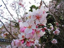 大村公園🌸寒緋桜&高遠小彼岸桜☆彡 大村公園🌸寒緋桜&高遠小彼岸桜☆彡