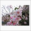 大村公園🌸寒緋桜＆高遠小彼岸桜☆彡