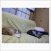 春なのかい？