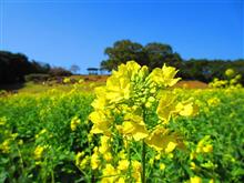 佐世保 展海峰 菜の花☆彡 佐世保 展海峰 菜の花☆彡