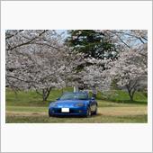 この春の桜ドライブ計画