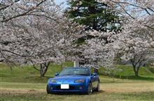 この春の桜ドライブ計画