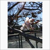 桜、咲く(^^)/