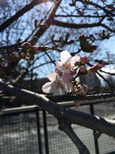 桜、咲く(^^)/