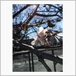 桜、咲く(^^)/