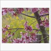 ３月１９日土曜日の日記　桜