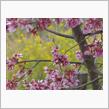 ３月１９日土曜日の日記　桜