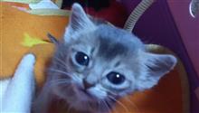 猫に命を任されている者として(&gt;_&lt;)　(猫ブログ)