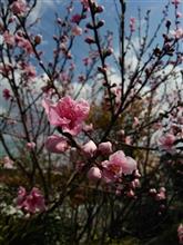 春ですね～（笑）