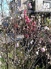 桜より早く咲いてる？