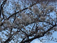 やはり来週末が見ごろかな