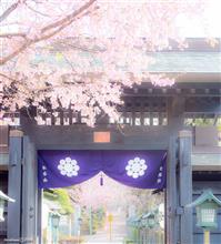 安行桜