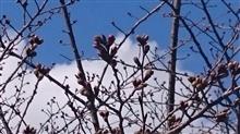 桜🌸 桜🌸