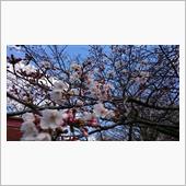 毎年恒例になった花見