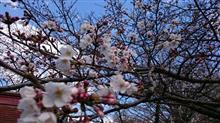毎年恒例になった花見