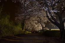 2016桜前線到来！？