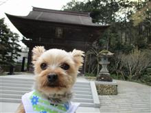 祝200回記念企画?限定桜団子 祝200回記念企画?限定桜団子