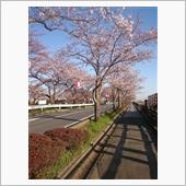 お花見ウォーキング