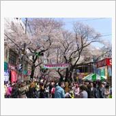 今年も桜祭り〜〜！