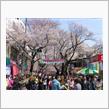 今年も桜祭り〜〜！