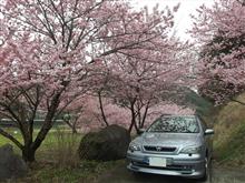 箱根の春と春めき桜