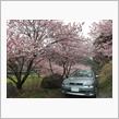 箱根の春と春めき桜