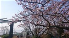 2016年桜巡りの２回目