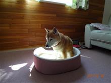大変だ