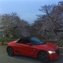 桜レポート2016！