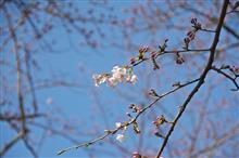 伊豆半島　桜情報